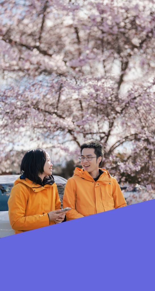 spring cherry blossoms_mobile