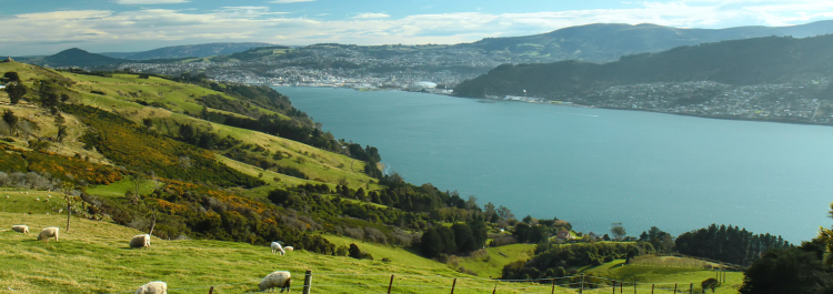 Dunedin