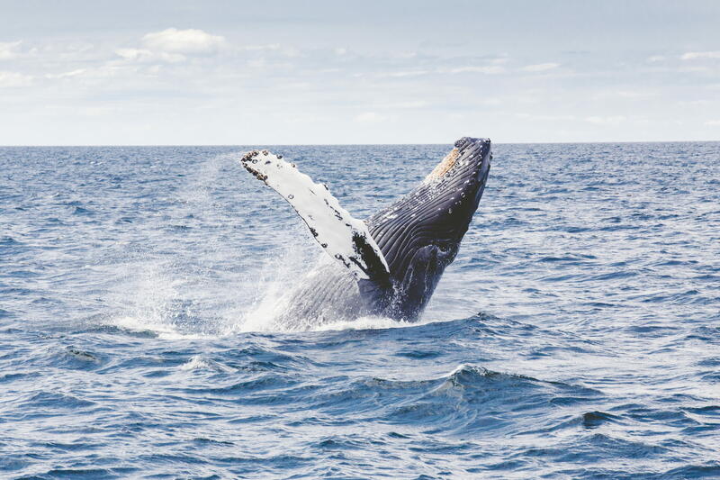 Whale doing backflip in the ocean