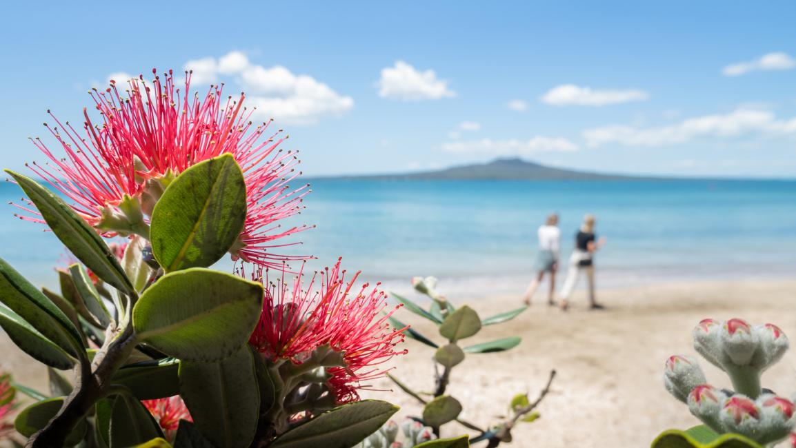 Beach with pohutukawa