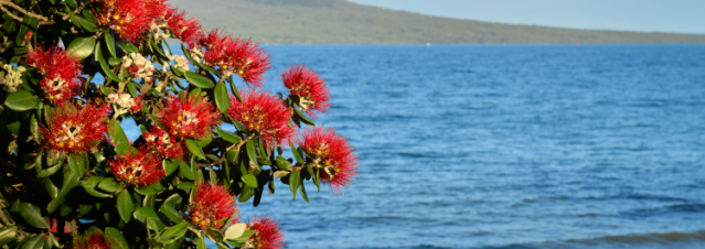 Pohutakawa trees