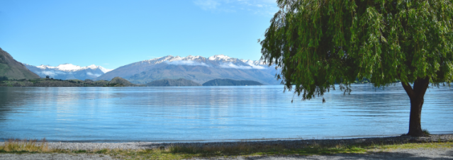 Wanaka tree