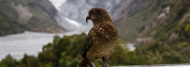 Kea