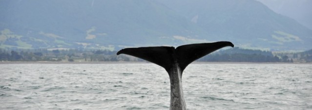 Whale tail