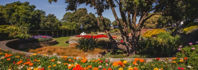 Napier garden