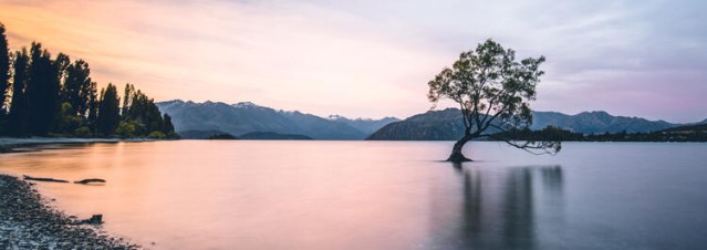 Wanaka tree