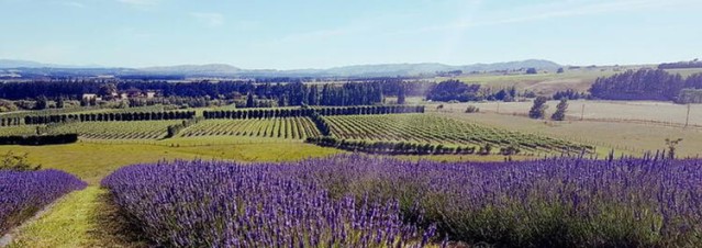 martinborough flowers